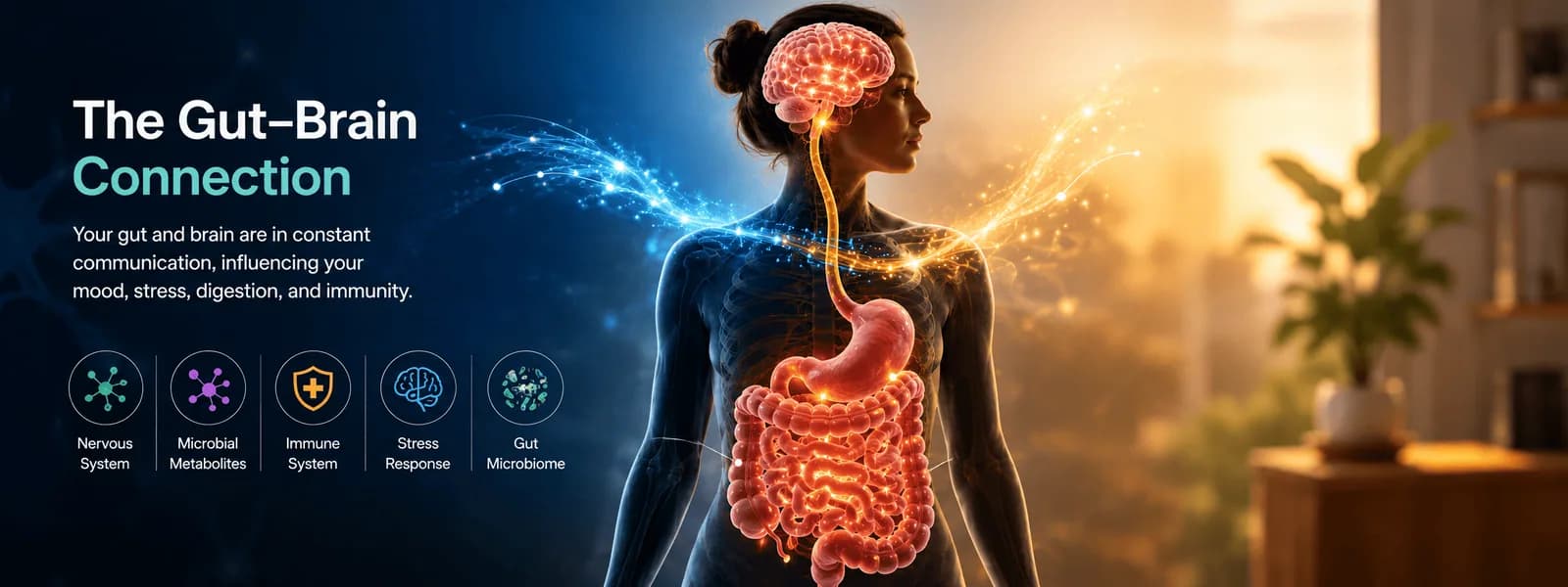 Illustration of the vagus nerve running between the brain and the digestive tract, with arrows showing signals travelling in both directions.